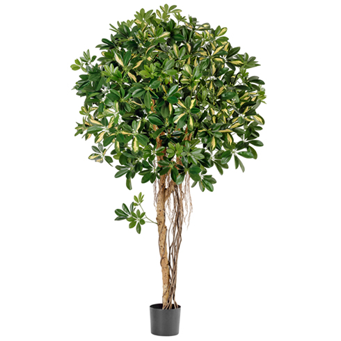 Шеффлера зонтичная пёстрая 110 см