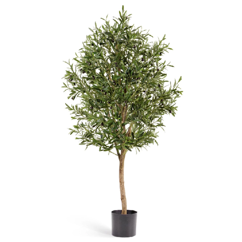 Олива Вайн с плодами 140 см