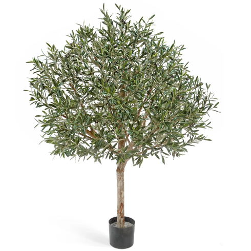 Олива натуральная топиари с плодами 170 см