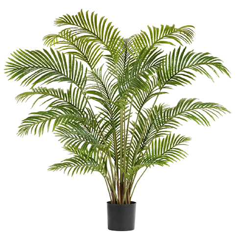 Пальма Арека Хризалидокарпус 150 см