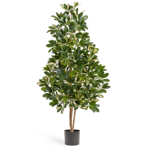 Шеффлера натуральная пёстрая 170 см 