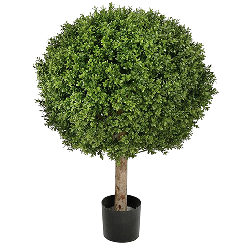 Самшит Шар уличный на коротком стволе 85 см