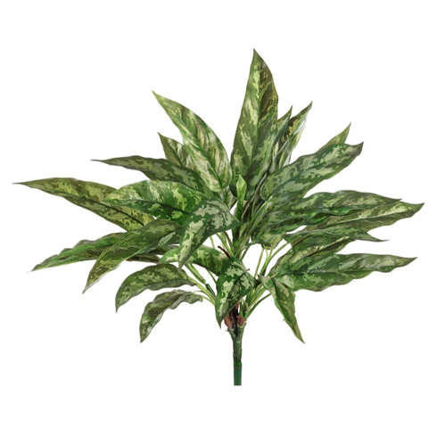 Куст Сильвер Квин 40 см