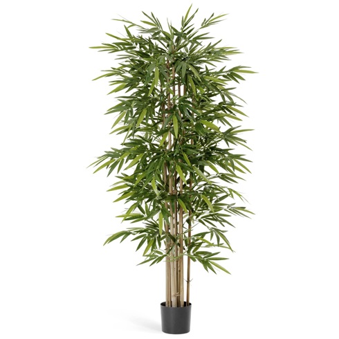 Бамбук Новый 300 см