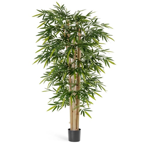 Бамбук Новый Гигантский 300 см