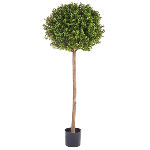 Самшит Шар уличный на высоком стволе 165 см