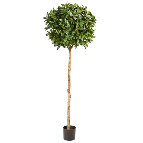 Лавр круглый на высоком стволе 170 см