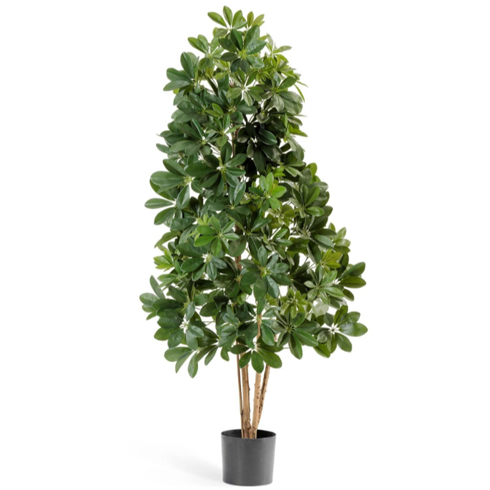 Шеффлера натуральная зелёная 110 см 