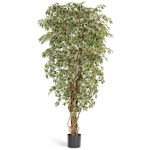 Гавайский фикус лиана пестролистный 150 см