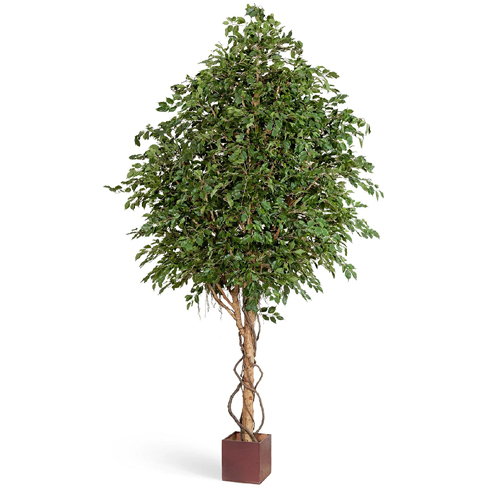 Фикус Бенджамина Гигантский 360 см