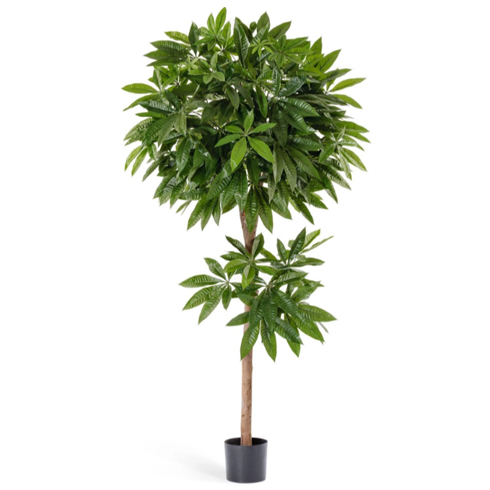 Пахира 150 см