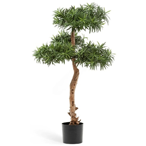 Подокарпус Элит 97 см