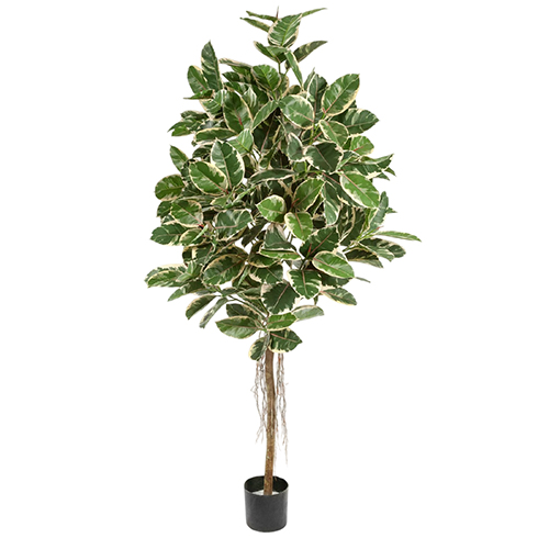 Фикус Эластика пестрый 150 см