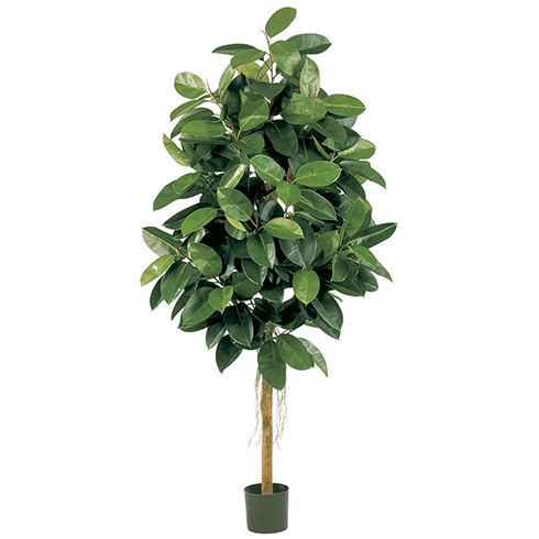Фикус Эластика зеленый 150 см