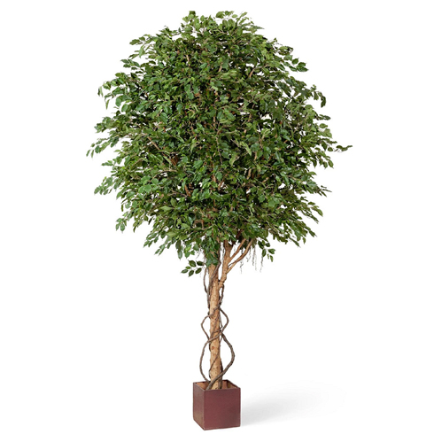 Фикус Бенджамина Гигантский 320 см