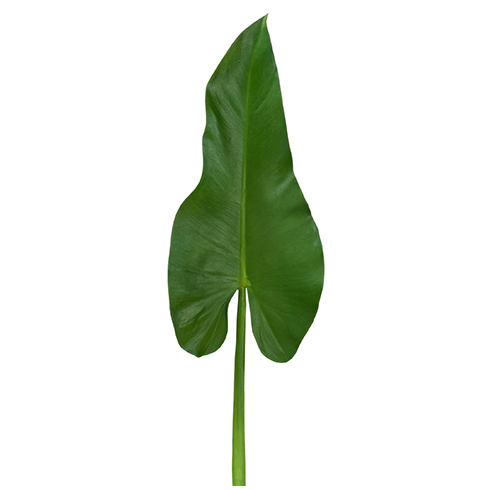 Лист Каллы 59 см