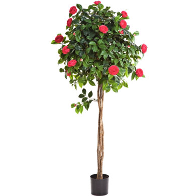 Камелия на штамбе темно-розовая 160 см