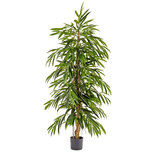 Лонгифолия узколистная Де Люкс 150 см