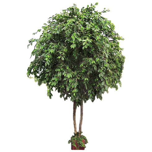 Фикус Бенджамина Гигант 420 см