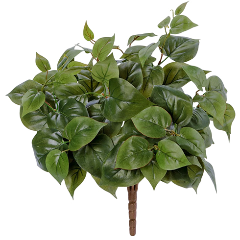 Тини Филодендрон 30 см