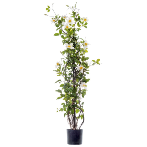 Клематис бело-розовый на лозе 150 см