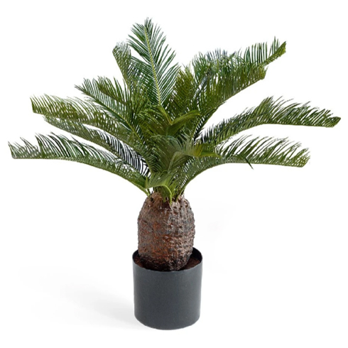 Пальма Цикас 65 см