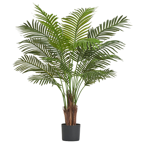 Пальма Арека Хризалидокарпус New 150 см 