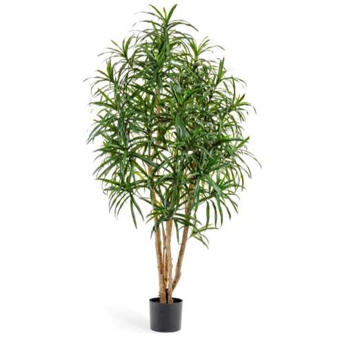 Драцена Анита 150 см