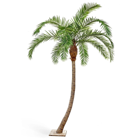Финиковая пальма Гигантская изогнутая 330 см