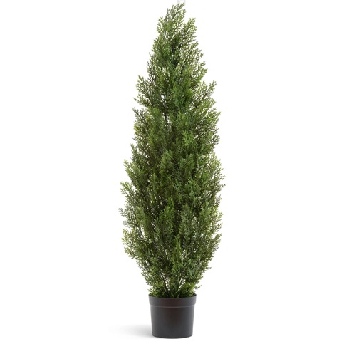 Туя Эйр Элеганс уличная 180 см 