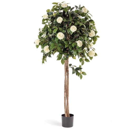 Камелия на штамбе кремовая 130 см