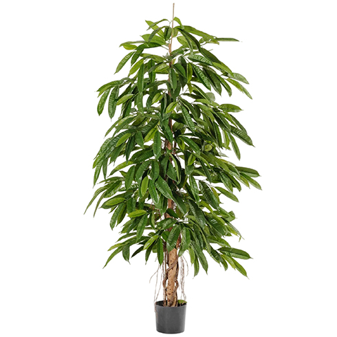 Лонгифолия широколистная 150 см