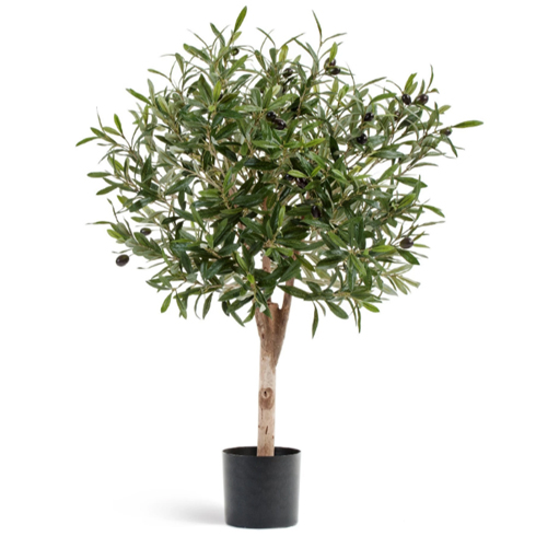 Олива Джи Шар с плодами 75 см