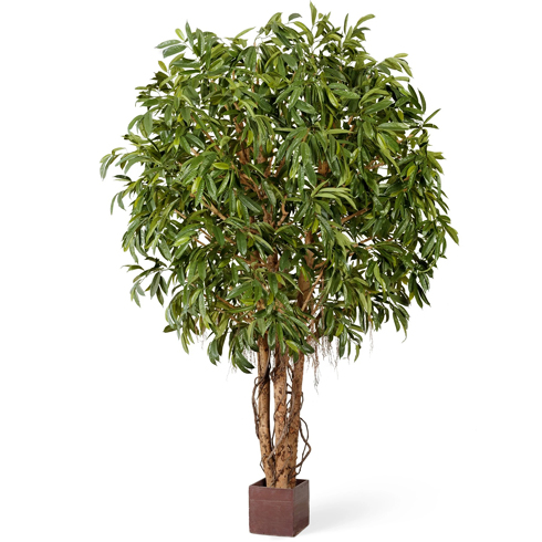 Лонгифолия широколистная Гигантская 330 см