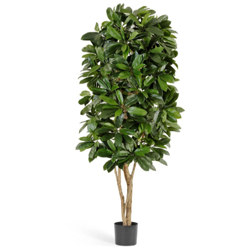 Шеффлера Леди 140 см