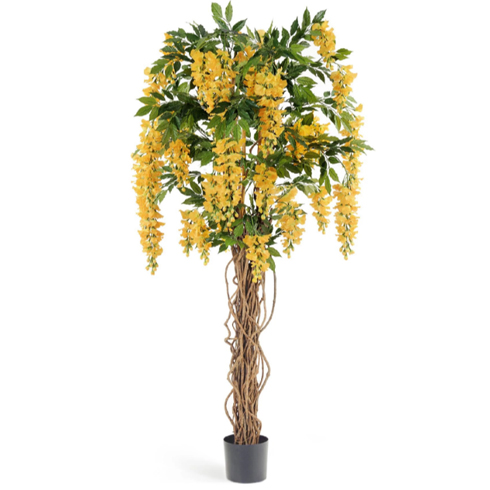 Вистерия лиана желтая 180 см