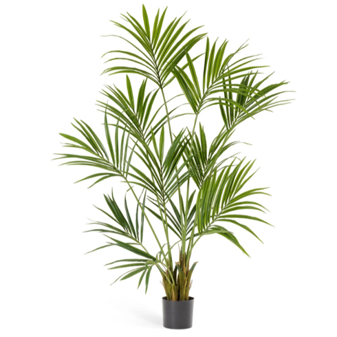 Пальма Кентия (Ховея) 170 см