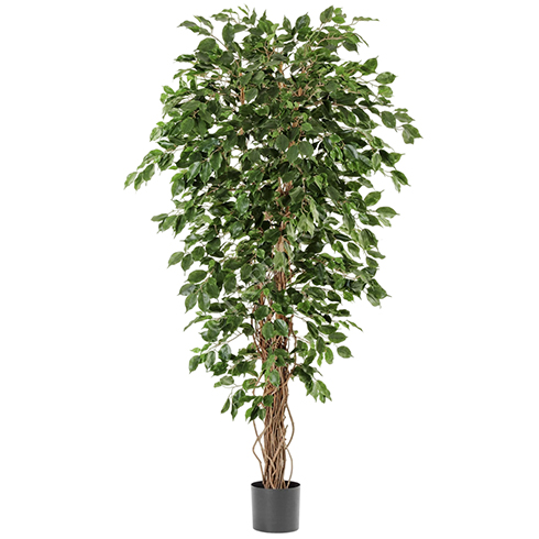 Фикус Бенджамина Лиана 150 см