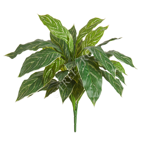 Куст Аглаонема Страйпс