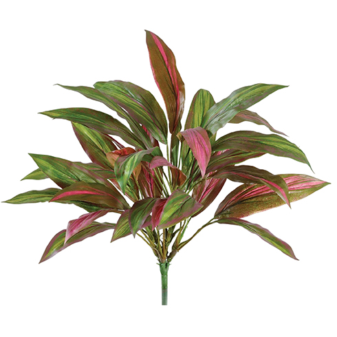 Куст Драцены бордово-зеленой 40 см