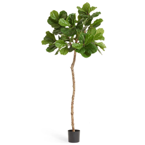 Фикус Лирата M-Style на штамбе 180 см