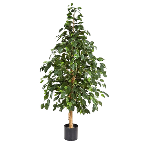 Фикус Бенджамина натуральный 180 см