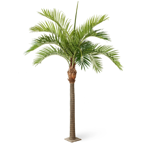 Финиковая пальма Гигантская 480 см