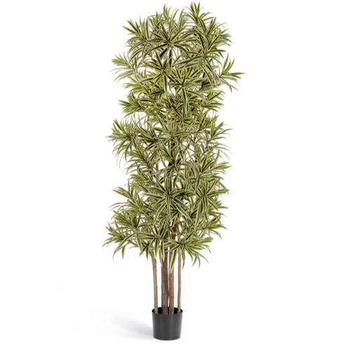 Драцена Рефлекса Золотая 180 см