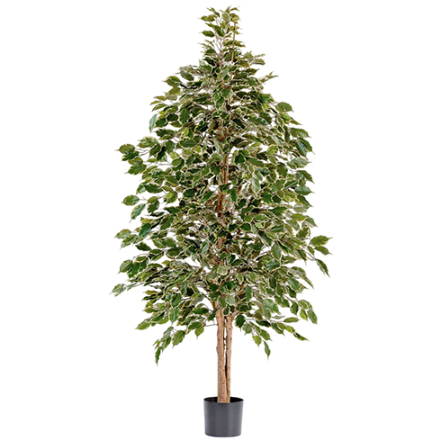 Фикус Бенджамина пестрый натуральный 150 см