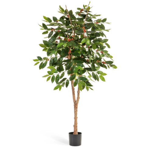 Кофейное дерево с плодами 180 см