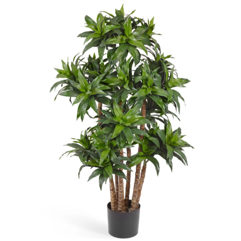 Драцена Компакта 120 см