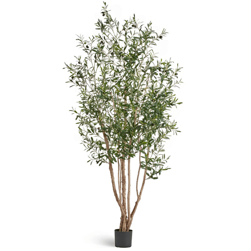 Олива Вайлд с плодами 220 см