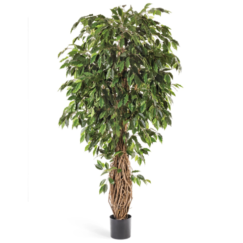Фикус лиана де люкс 300 см