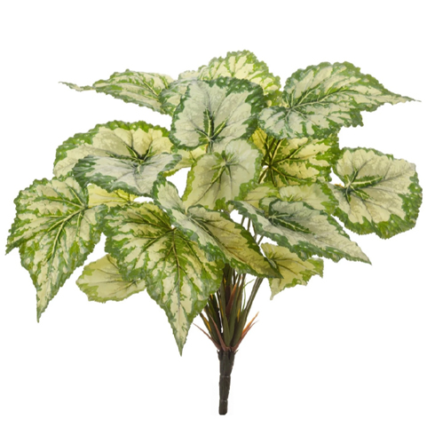 Бегония крупнолистная светло-зеленая 35 см